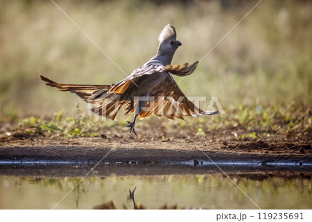 Grey go away bird in Kruger National park, South Africa 119235691