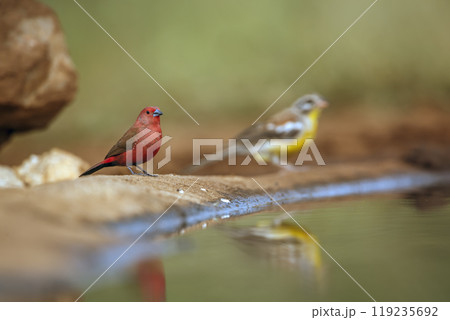Jameson Firefinch in Kruger National park, South Africa Jameson Firefinch in Kruger National park, South Africa 119235692