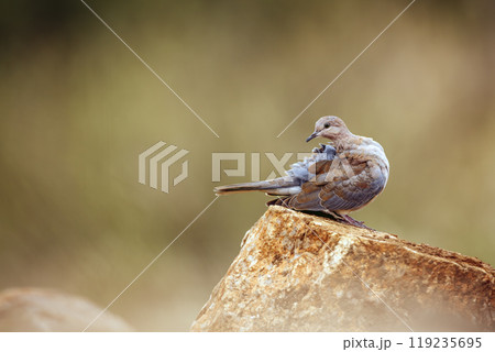 Laughing Dove in Kruger National park, South Africa 119235695