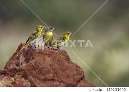 Red headed weaver in Kruger National park, South Africa 119235696