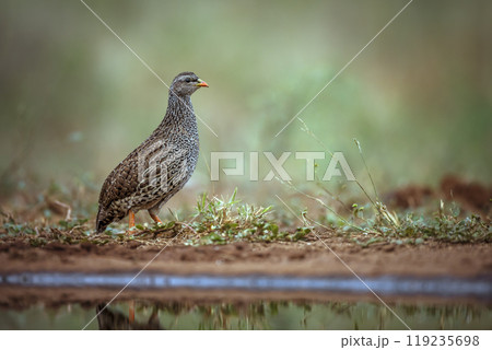 Natal francolin in Kruger National park, South Africa 119235698