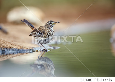 Red backed Scrub Robin in Kruger National park, South Africa Red backed Scrub Robin in Kruger National park, South Africa 119235715
