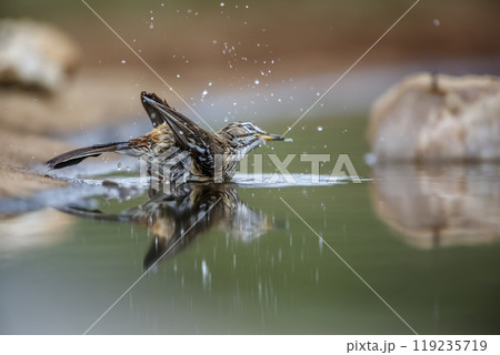 Red backed Scrub Robin in Kruger National park, South Africa 119235719