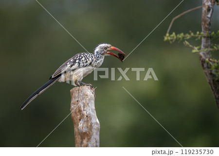Southern Red billed Hornbill in Kruger National park, South Africa 119235730