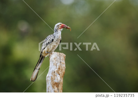 Southern Red billed Hornbill in Kruger National park, South Africa 119235735