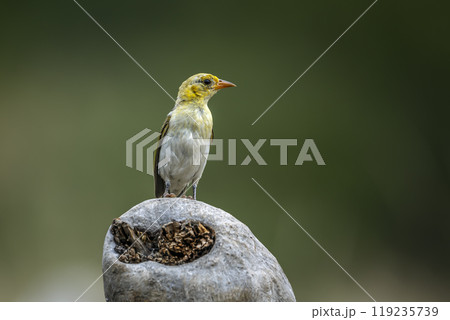 Red headed weaver in Kruger National park, South Africa Red headed weaver in Kruger National park, South Africa 119235739