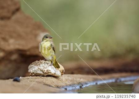 Red headed weaver in Kruger National park, South Africa Red headed weaver in Kruger National park, South Africa 119235740