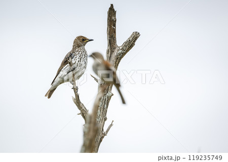 Violet backed starling in Kruger National park, South Africa 119235749