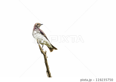 Violet backed starling in Kruger National park, South Africa Violet backed starling in Kruger National park, South Africa 119235750