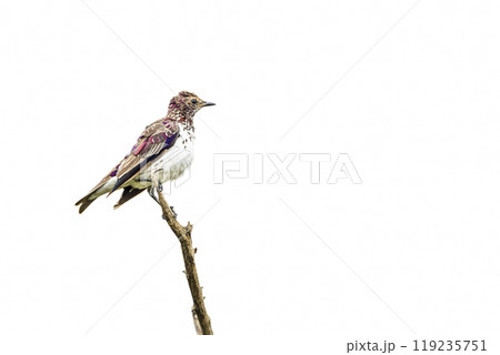 Violet backed starling in Kruger National park, South Africa Violet backed starling in Kruger National park, South Africa 119235751