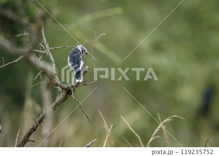 White crested Helmetshrike in Kruger National park, South Africa 119235752