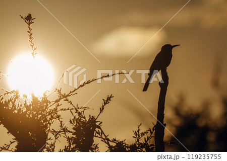 White fronted Bee eater in Kruger National park, South Africa 119235755