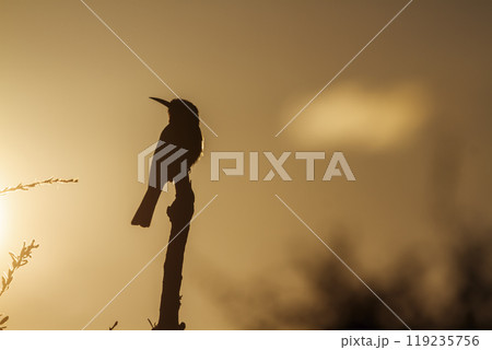 White fronted Bee eater in Kruger National park, South Africa White fronted Bee eater in Kruger National park, South Africa 119235756