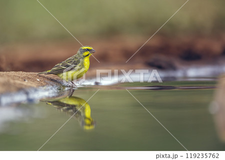 Yellow fronted Canary in Kruger National park, South Africa 119235762
