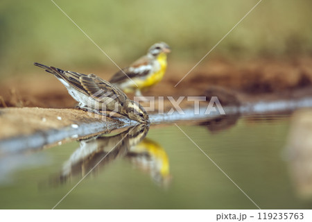 Yellow-throated Petronia in Kruger National park, South Africa 119235763
