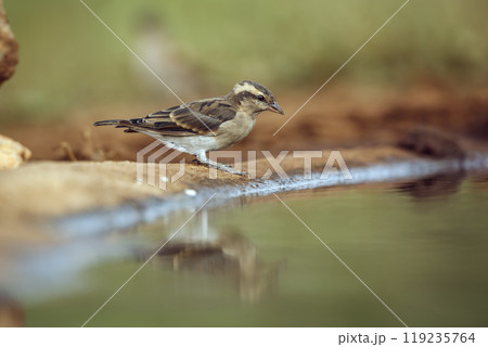 Yellow-throated Petronia in Kruger National park, South Africa 119235764