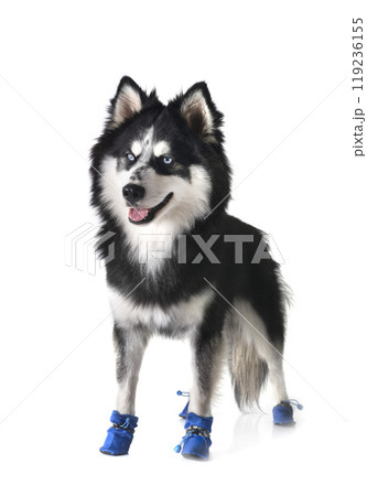 Pomsky in studio 119236155