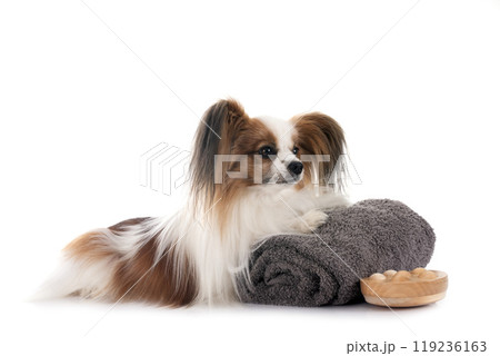 papillon dog in studio papillon dog in studio 119236163