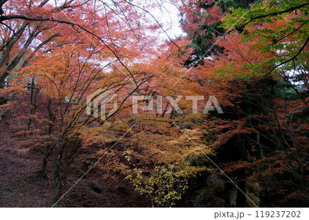 愛知県豊田市_足助城の紅葉7_2023年12月 119237202