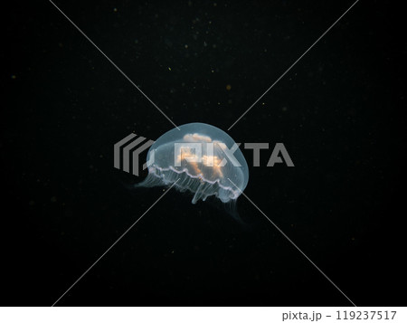 A Moon jellyfish or Aurelia aurita with black seawater background. Picture from, Malmo Sweden. A Moon jellyfish or Aurelia aurita with black seawater background. Picture from, Malmo Sweden. 119237517