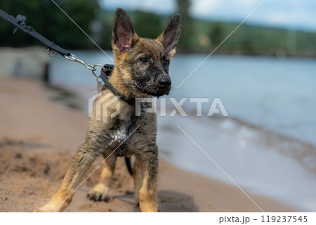 An eleven weeks old German Shepherd puppy playing on a sandy beach. Wet fur after play in the water 119237545