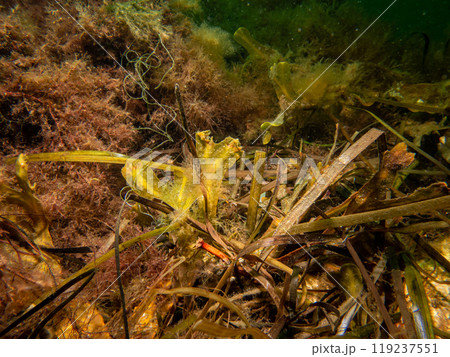 Closeup picture of Fucus vesiculosus, known by the common names bladderwrack, black tang, rockweed, bladder fucus, sea oak, cut weed, dyers fucus, red fucus, and rock wrack Closeup picture of Fucus vesiculosus, known by the common names bladderwrack, black tang, rockweed, bladder fucus, sea oak, cut weed, dyers fucus, red fucus, and rock wrack 119237551