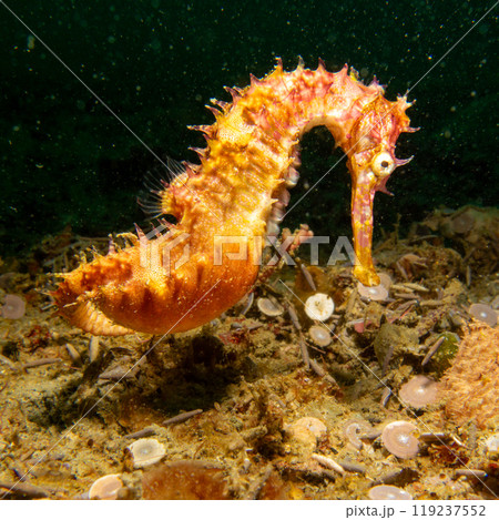 A long-snout seahorse, Hippocampus reidi. This specimen is often referred to as the slender seahorse 119237552
