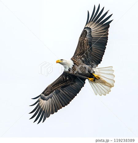 A majestic bald eagle soars through the sky with its wings outstretched. 119238389