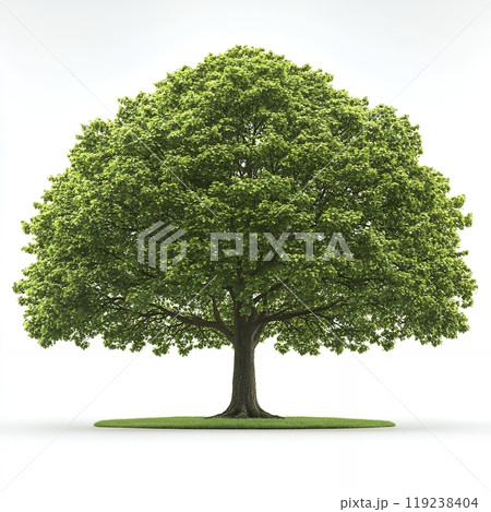 A single large tree with lush green leaves. A single large tree with lush green leaves. 119238404