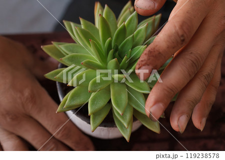Two men's palms covered in sand are tending a succulent plant Two men's palms covered in sand are tending a succulent plant 119238578