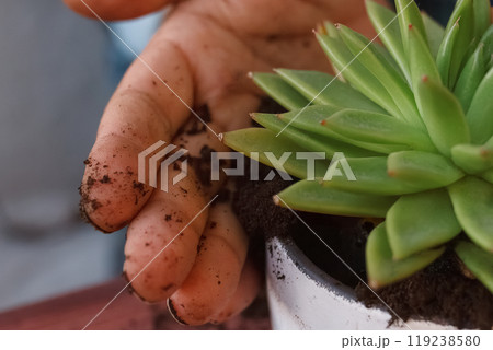 Close-up of man's hand adding soil to pot of green succulents Close-up of man's hand adding soil to pot of green succulents 119238580