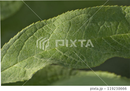sunlit green leaf 119238666