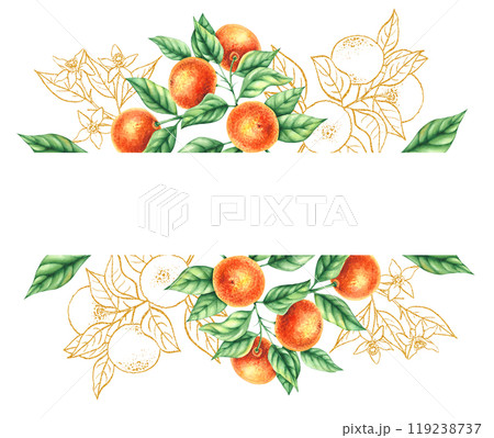 Watercolor botanical illustration with hand drawn tangerines 119238737