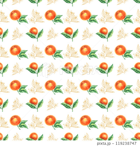 Watercolor botanical illustration with hand drawn tangerines Watercolor botanical illustration with hand drawn tangerines 119238747