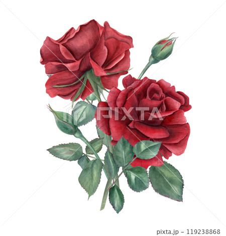 Watercolor vintage dark red rose bouquet illustration. Romantic roses flowers and green leaves on stem in realistic style. Floral composition for wedding greeting, memory day cards Watercolor vintage dark red rose bouquet illustration. Romantic roses flowers and green leaves on stem in realistic style. Floral composition for wedding greeting, memory day cards 119238868