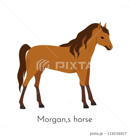 Morgan horse. Equine purebred breed. Pets dressage. Racehorse or western ranch. Pedigree mammal. Thoroughbred stallion. Equestrian race. Farm stable. Horsy species. Vector domestic animal 119238927