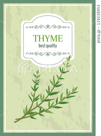 Herbal leaves icons. Green thyme twig. Organic culinary herb. Greengrocery label. Plant bunch. Natural garden crop. Aromatic spice. Vegetarian ingredient. Vector marketing banner design Herbal leaves icons. Green thyme twig. Organic culinary herb. Greengrocery label. Plant bunch. Natural garden crop. Aromatic spice. Vegetarian ingredient. Vector marketing banner design 119238953