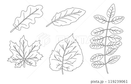 Clean black outlines of autumn leaves. Simple black silhouettes on a white background. Pattern illustration for textile print, wrapping paper, wallpaper, coloring pages etc. 119239061