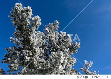 coniferous tree branches in hoarfrost against the blue sky, winter coniferous tree branches in hoarfrost against the blue sky, winter 119239083