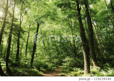 新緑のカラマツ林 新緑のカラマツ林 119239140