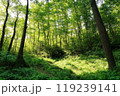新緑のカラマツ林 119239141
