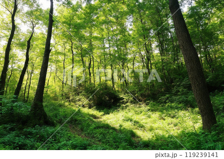 新緑のカラマツ林 新緑のカラマツ林 119239141