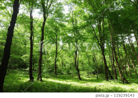 新緑のカラマツ林 新緑のカラマツ林 119239143