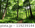 新緑のカラマツ林 119239144