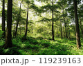 新緑の森を行く 119239163