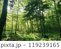 新緑の森を行く 119239165