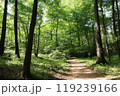 新緑の森を行く 119239166
