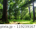 新緑の森を行く 119239167