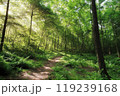 新緑の森を行く 119239168