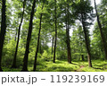 新緑の森を行く 119239169